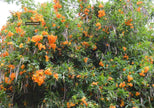 Tecoma X Orange Jubilee 'Tecoma Alata' Seeds - Flaming Bells, Orange Trumpet, Esperanza - South Mountain Nursery