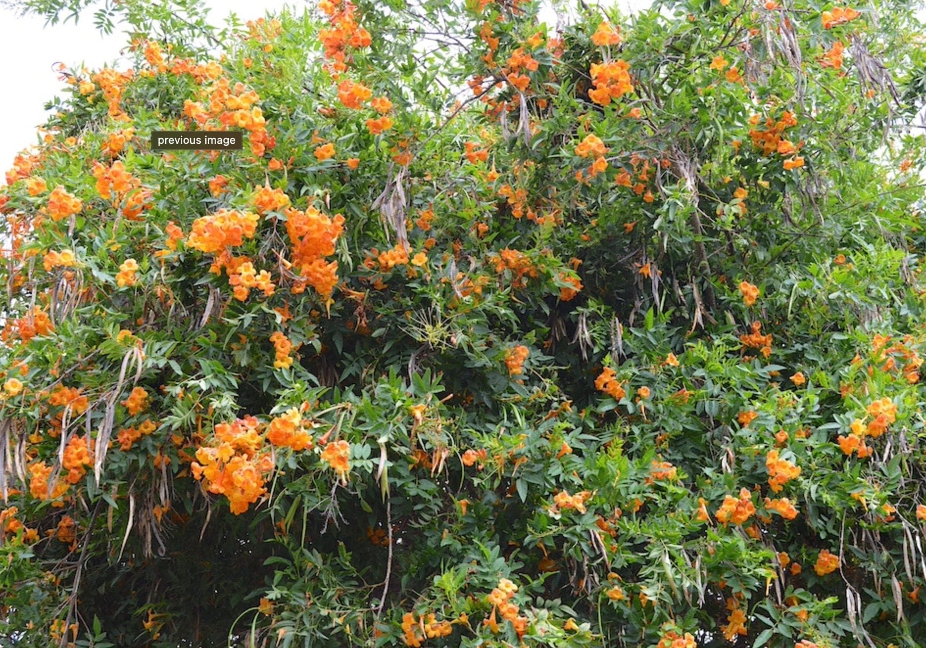 Tecoma X Orange Jubilee 'Tecoma Alata' Seeds - Flaming Bells, Orange Trumpet, Esperanza - South Mountain Nursery