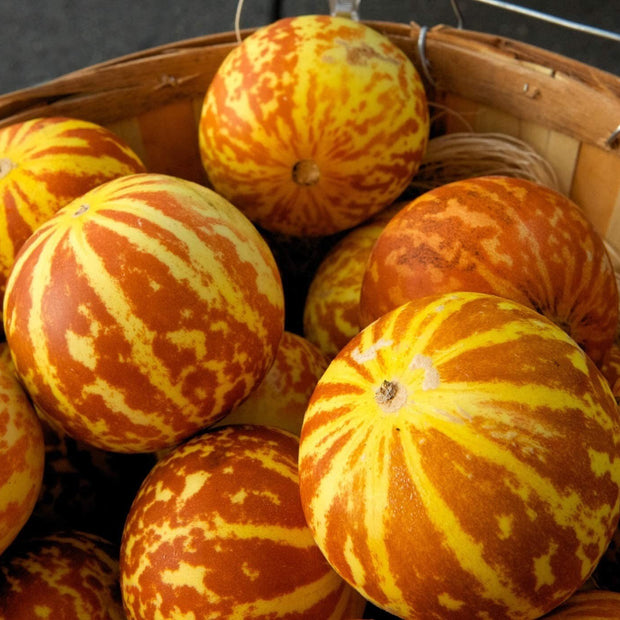 Tigger Melon - 20 Seeds - Exotic Garden Fruit - Sweet Melons - South Mountain Nursery