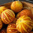 Tigger Melon - 20 Seeds - Exotic Garden Fruit - Sweet Melons - South Mountain Nursery