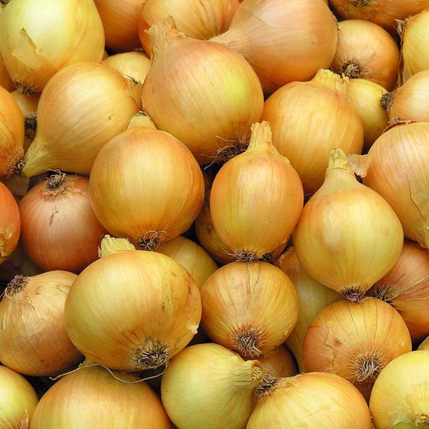 Utah Yellow Sweet Spanish Onion - 500 Seeds - Heirloom Non GMO Garden Vegetable - South Mountain Nursery