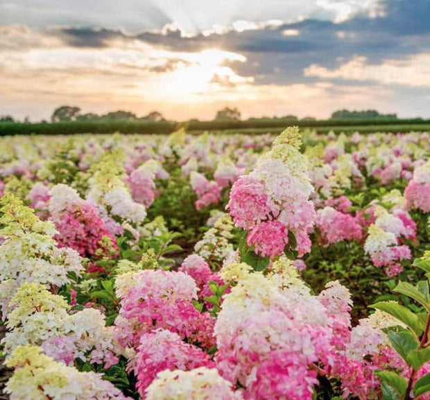 Vanilla Strawberry Hydrangea Seeds - Beautiful Attractive Showy and Hardy Perennial Flowers - South Mountain Nursery