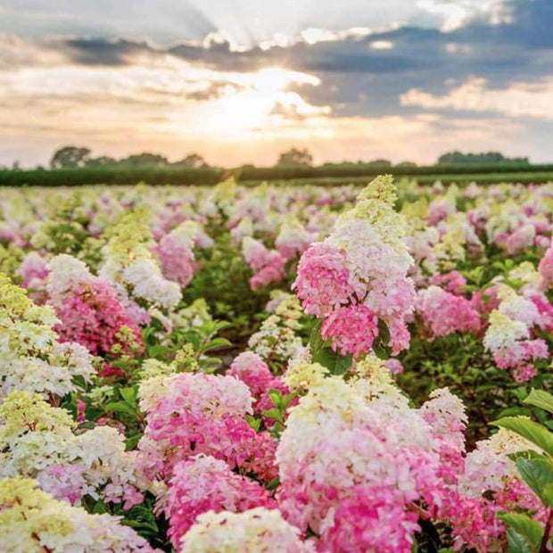 Vanilla Strawberry Hydrangea Seeds - Beautiful Attractive Showy and Hardy Perennial Flowers - South Mountain Nursery