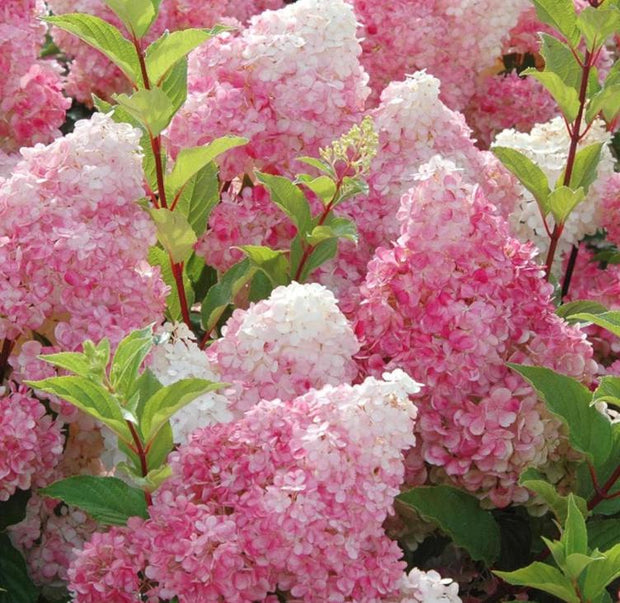 Vanilla Strawberry Hydrangea Seeds - Beautiful Attractive Showy and Hardy Perennial Flowers - South Mountain Nursery