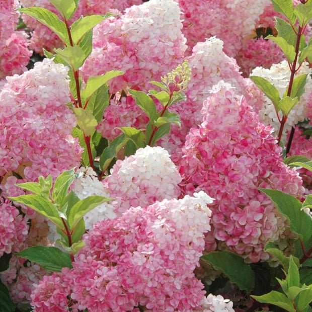 Vanilla Strawberry Hydrangea Seeds - Beautiful Attractive Showy and Hardy Perennial Flowers - South Mountain Nursery