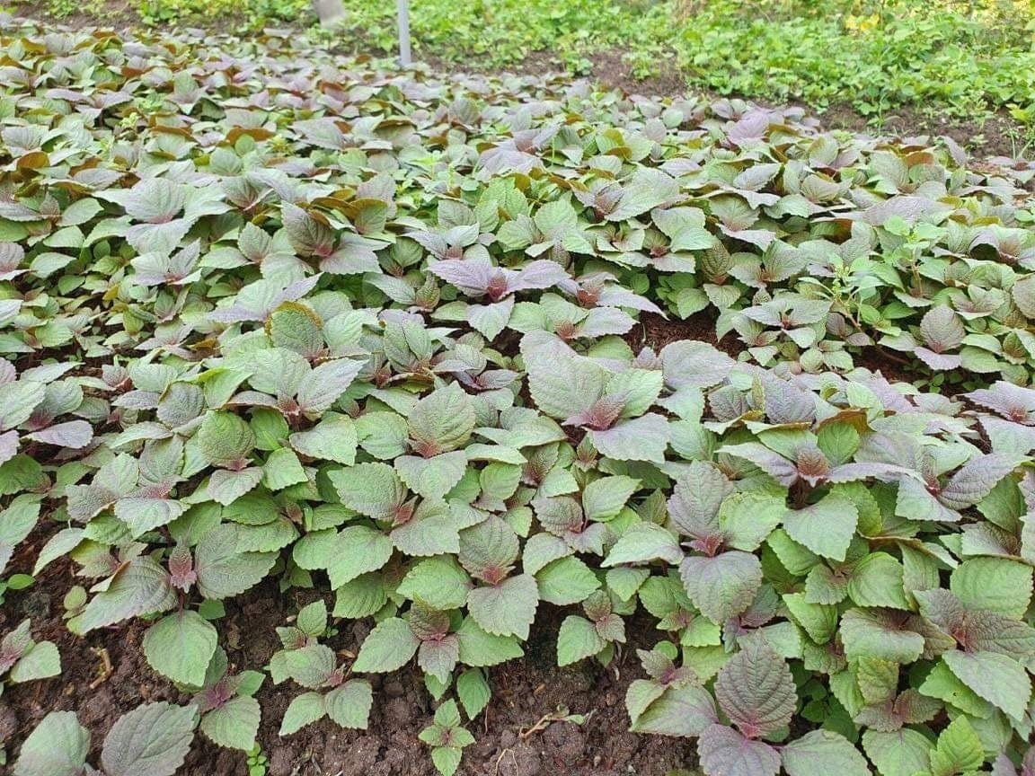 NEW! 100 PERILLA FRUTESCENS FLOWER SEEDS/ANNUAL/2000 TIMES AS - Foto 3
