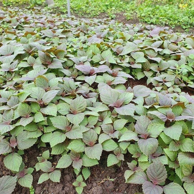 Vietnamese Perilla - 2000 Seeds - La Tia to - Shiso Seeds Perilla Frutescens, Asian Herb, Microgreens Heat & Drought Tolerant - South Mountain Nursery