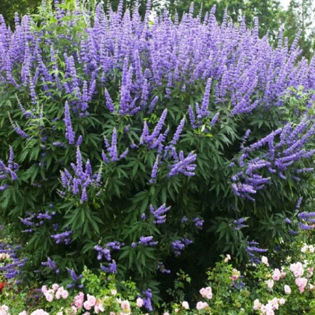 Vitex Angus - Chaste Tree, Purple Flowers - South Mountain Nursery