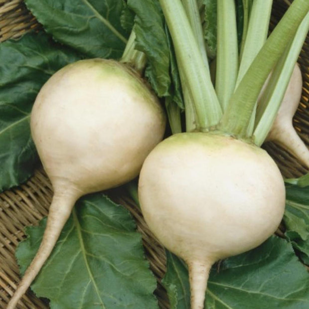 White Albino Beet - 250 Seeds - Non - Gmo Heirloom - South Mountain Nursery