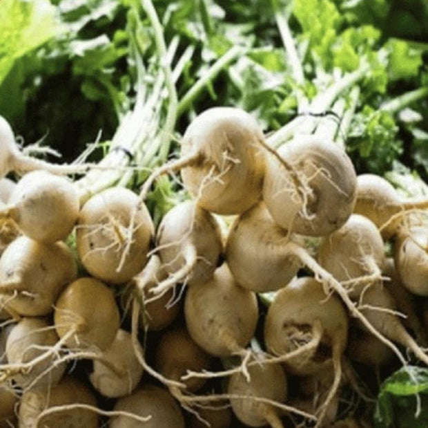 White Albino Beet - 250 Seeds - Non - Gmo Heirloom - South Mountain Nursery