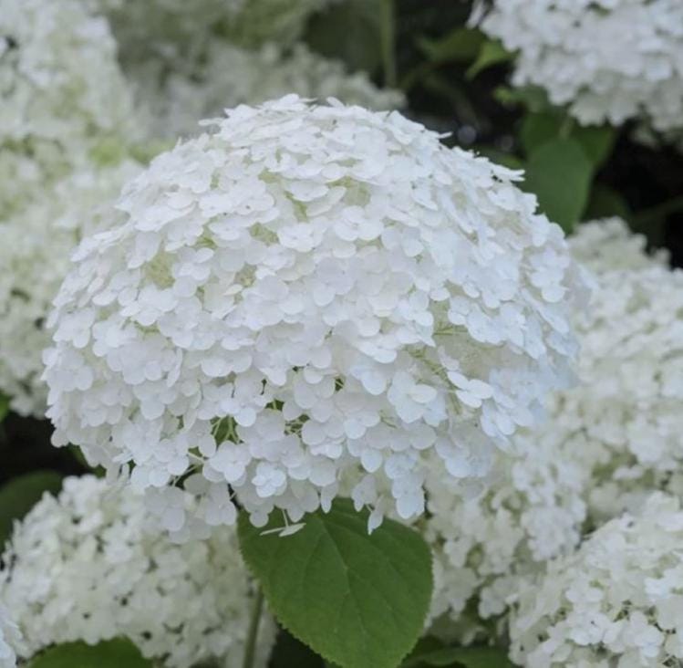 White Hydrangea Seeds - Beautiful Attractive Showy and Hardy Perennial Flowers - South Mountain Nursery