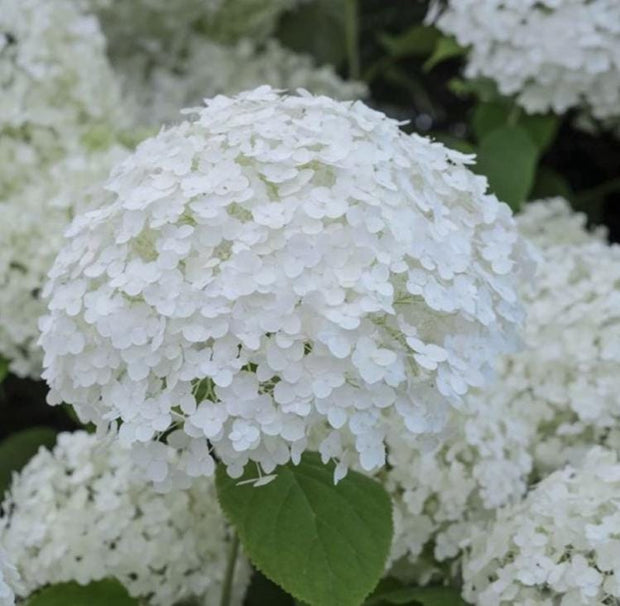 White Hydrangea Seeds - Beautiful Attractive Showy and Hardy Perennial Flowers - South Mountain Nursery