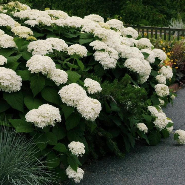 White Hydrangea Seeds - Beautiful Attractive Showy and Hardy Perennial Flowers - South Mountain Nursery