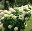 White Hydrangea Seeds - Beautiful Attractive Showy and Hardy Perennial Flowers - South Mountain Nursery
