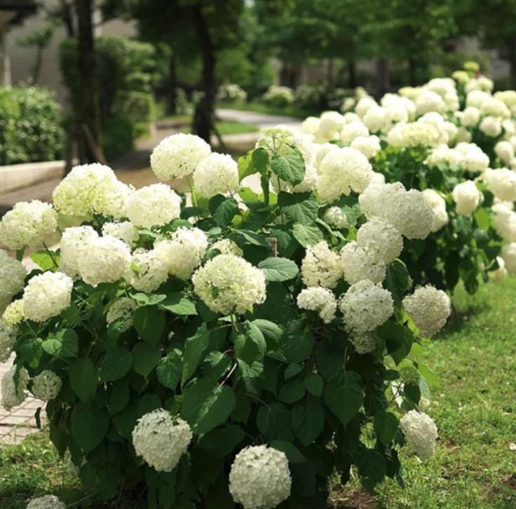 White Hydrangea Seeds - Beautiful Attractive Showy and Hardy Perennial Flowers - South Mountain Nursery