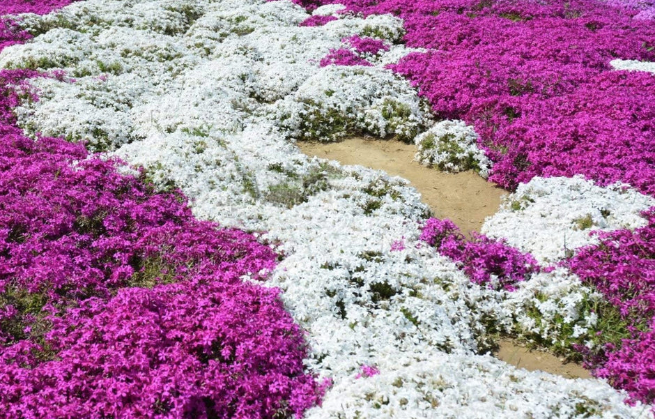 White Magic Creeping Thyme Seeds - Thymus Serpyllum - Heirloom Ground Cover Plants Easy to Plant and Grow - Open Pollinated - South Mountain Nursery