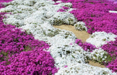 White Magic Creeping Thyme Seeds - Thymus Serpyllum - Heirloom Ground Cover Plants Easy to Plant and Grow - Open Pollinated - South Mountain Nursery