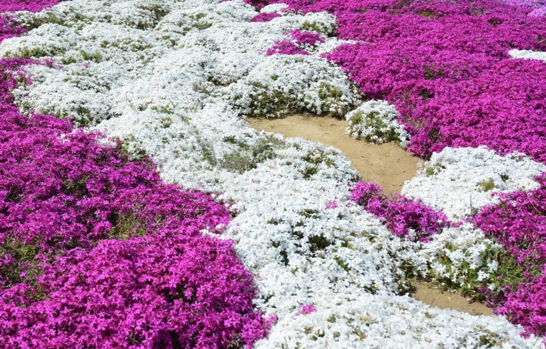 White Magic Creeping Thyme Seeds - Thymus Serpyllum - Heirloom Ground Cover Plants Easy to Plant and Grow - Open Pollinated - South Mountain Nursery