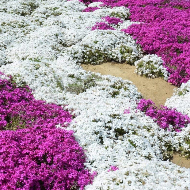 White Magic Creeping Thyme Seeds - Thymus Serpyllum - Heirloom Ground Cover Plants Easy to Plant and Grow - Open Pollinated - South Mountain Nursery