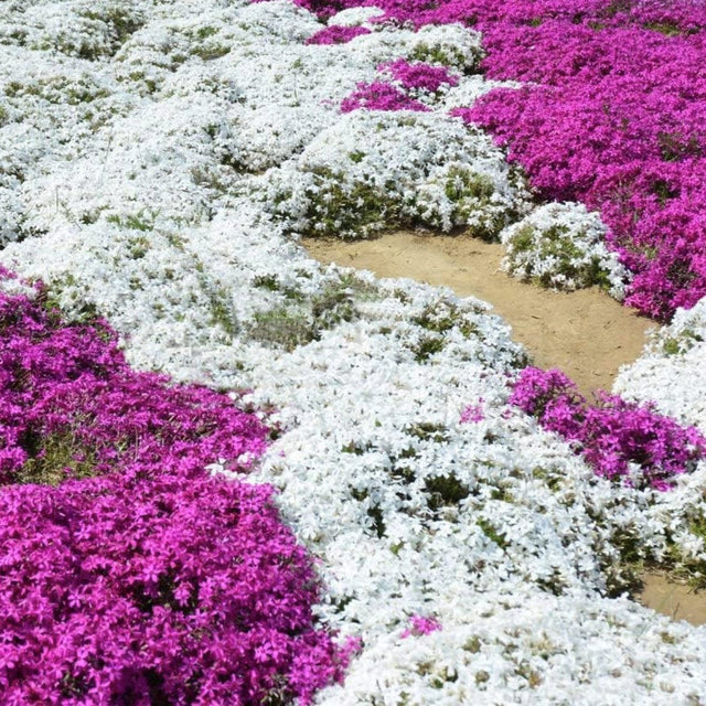White Magic Creeping Thyme Seeds - Thymus Serpyllum - Heirloom Ground Cover Plants Easy to Plant and Grow - Open Pollinated - South Mountain Nursery