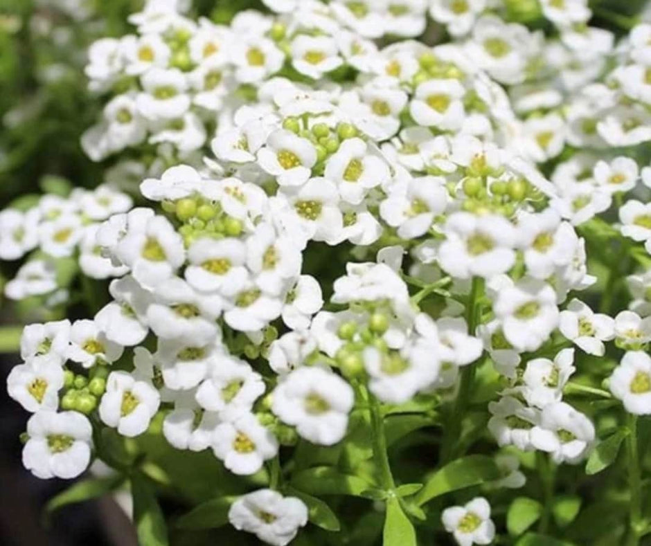 White Magic Creeping Thyme Seeds - Thymus Serpyllum - Heirloom Ground Cover Plants Easy to Plant and Grow - Open Pollinated - South Mountain Nursery