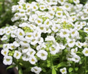 White Magic Creeping Thyme Seeds - Thymus Serpyllum - Heirloom Ground Cover Plants Easy to Plant and Grow - Open Pollinated - South Mountain Nursery