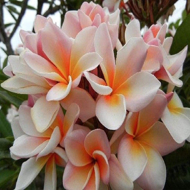 White Orange Plumeria Plant - 5 Seeds - Lei Hawaiian Garden Fragrant, Easy to Grow & Low - Maintenance - South Mountain Nursery