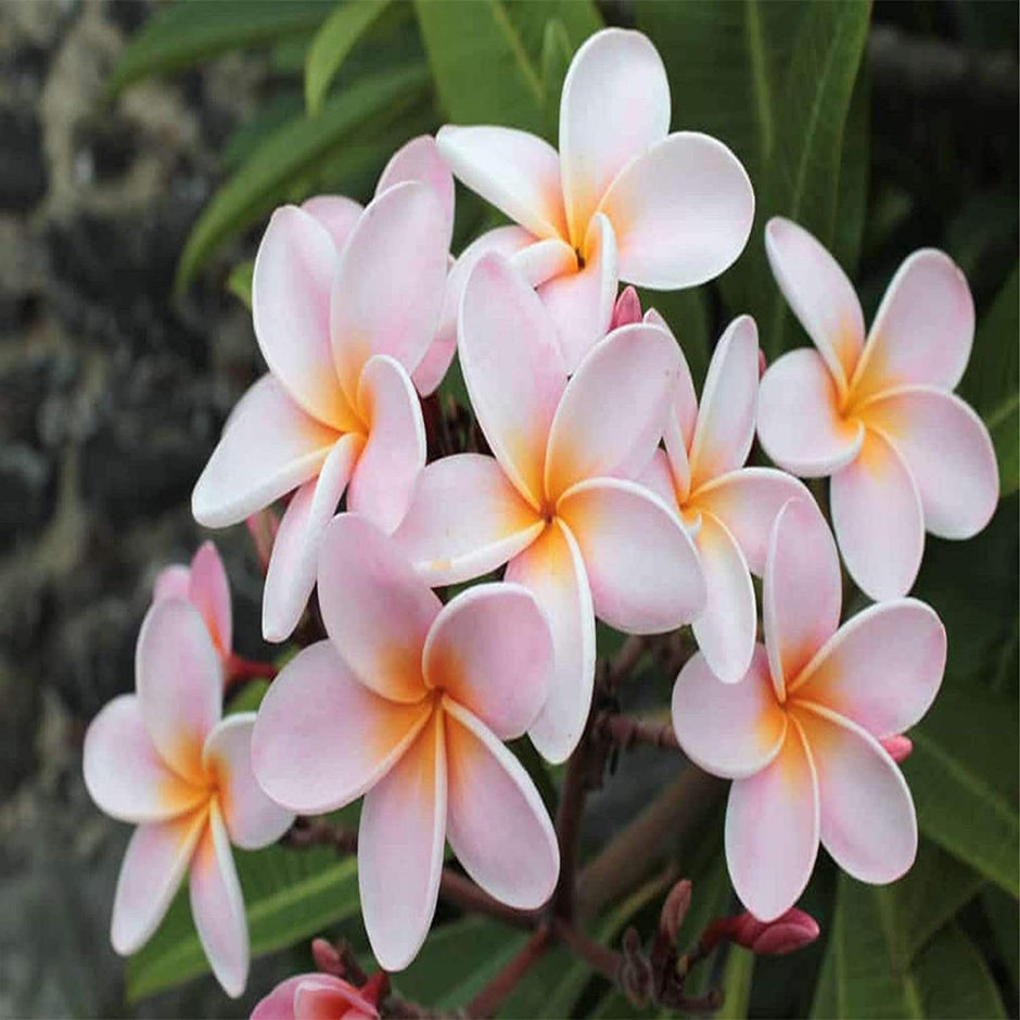 plumeria succulent White Orange Plumeria Plant - 5 Seeds - Lei Hawaiian Garden Fragrant, Easy to Grow & Low-Maintenance