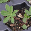 Wild Lupine Seeds - Rainbow Blossoms Rare Wildflower - Easy to Plant and Grow - South Mountain Nursery