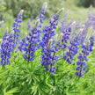 Wild Lupine Seeds - Rainbow Blossoms Rare Wildflower - Easy to Plant and Grow - South Mountain Nursery