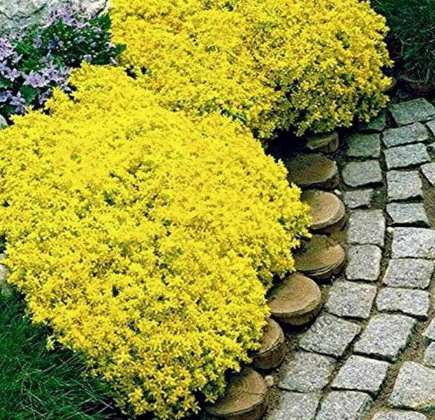 Yellow Creeping Thyme Seeds - Thymus Serpyllum - Heirloom Ground Cover Plants Open Pollinated - South Mountain Nursery
