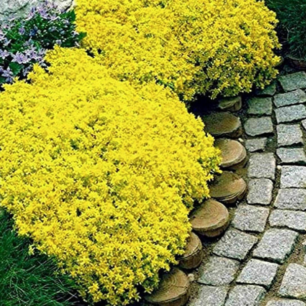 Yellow Creeping Thyme Seeds - Thymus Serpyllum - Heirloom Ground Cover Plants Open Pollinated - South Mountain Nursery