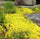 Yellow Creeping Thyme Seeds - Thymus Serpyllum - Heirloom Ground Cover Plants Open Pollinated - South Mountain Nursery