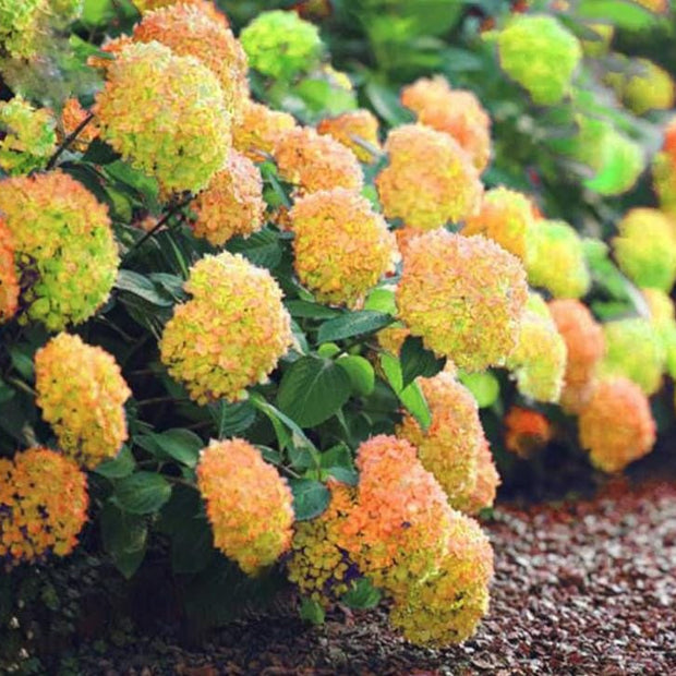Yellow Hydrangea Seeds - Beautiful Attractive Showy and Hardy Perennial Flowers - South Mountain Nursery