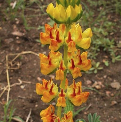 Yellow Lupine Seeds - Rainbow Blossoms Rare Wildflower - Easy to Plant and Grow - South Mountain Nursery