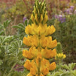 Yellow Lupine Seeds - Rainbow Blossoms Rare Wildflower - Easy to Plant and Grow - South Mountain Nursery