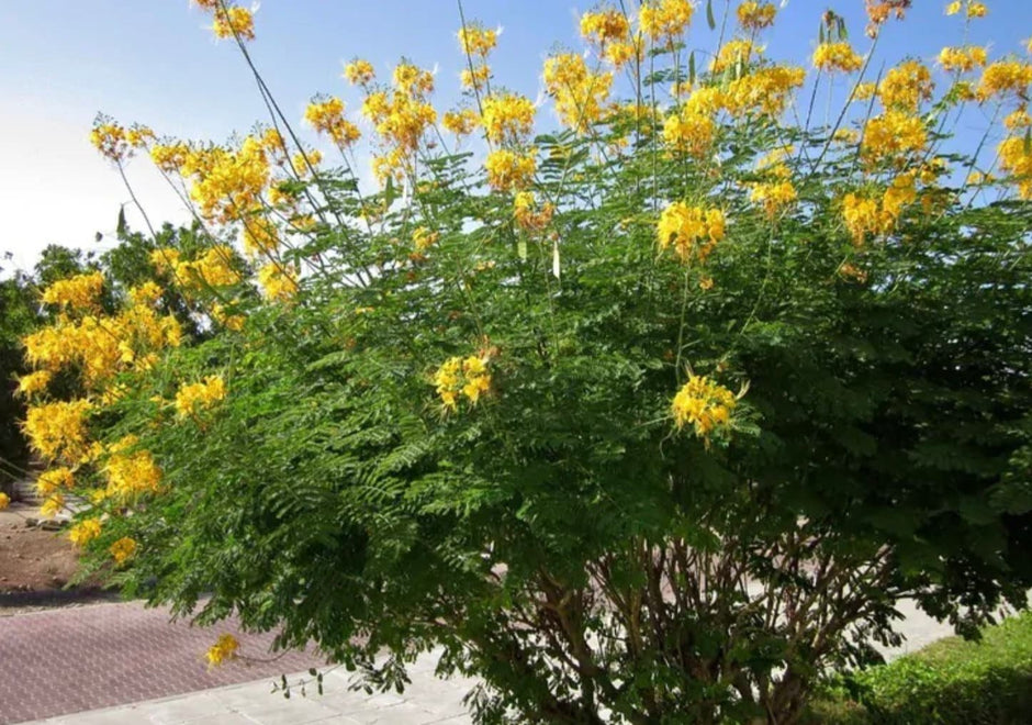 Yellow Pride of Barbados - Mexican Desert Yellow Flowering Bird of