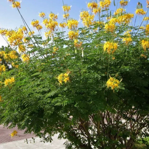 Yellow Pride of Barbados - Mexican Desert Yellow Flowering Bird of Paradise Seeds - Tropical Ambiance Year - Round - Caesalpinia Mexicana - South Mountain Nursery