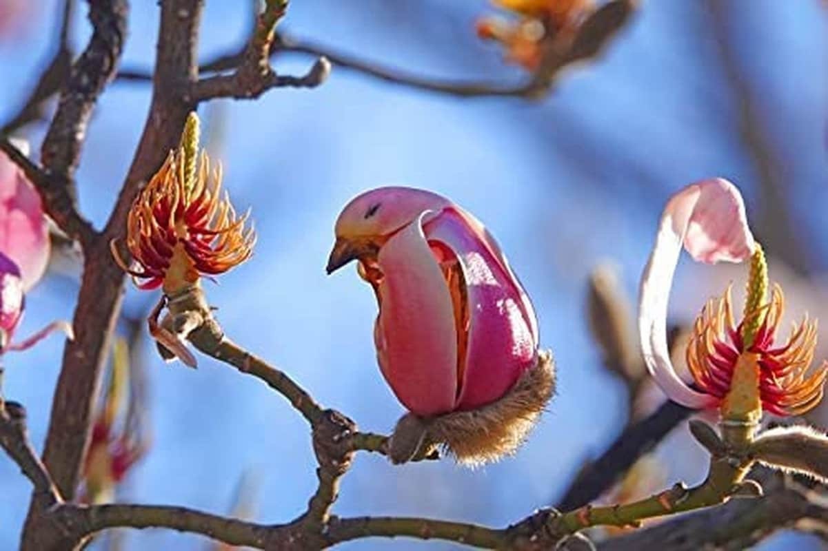 Yulan Magnolia Tree Seeds - 5 Seeds - Spring Buds Look like Pink Birds - South Mountain Nursery