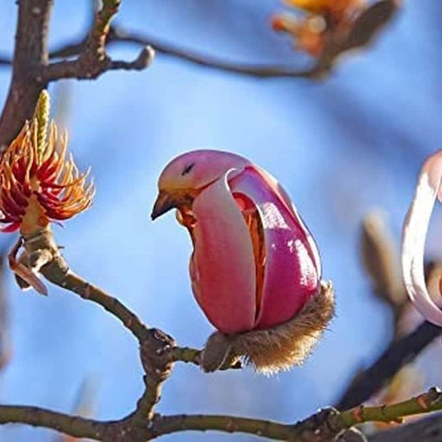 Yulan Magnolia Tree Seeds - 5 Seeds - Spring Buds Look like Pink Birds - South Mountain Nursery