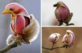 Yulan Magnolia Tree Seeds - 5 Seeds - Spring Buds Look like Pink Birds - South Mountain Nursery